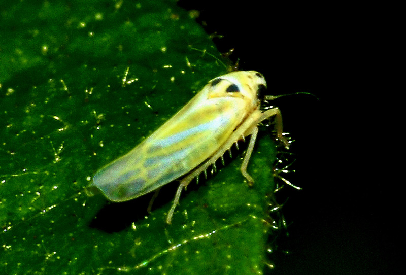 Arboridia sp. (Cicadomorpha-Cicadellidae)